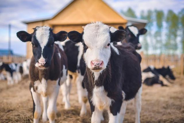 「牧场」多地出现倒奶杀牛现象，奶牛被杀掉卖肉，奶农：有的牧场1个月能亏几十万