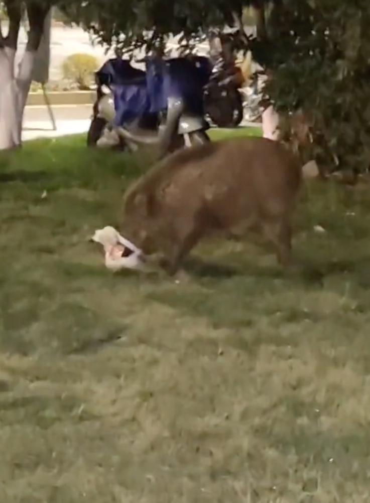 「野猪」200斤野猪凌晨偷吃大学生外卖，学生：学校不止这一只野猪